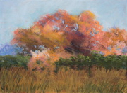 Santa Fe Cottonwoods